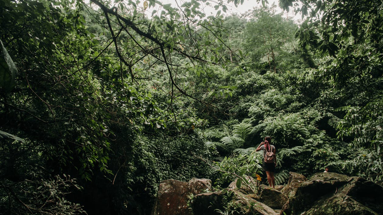 Photo of Person Standing on Rock Surrounded With Trees