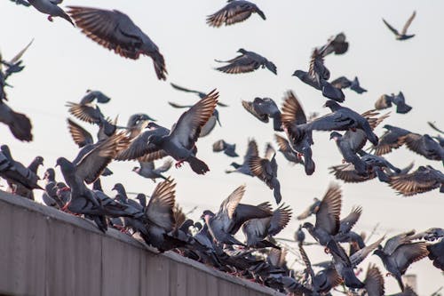 Flock of Flying Pigeons