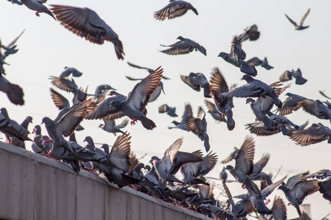 Free Flock of Flying Pigeons Stock Photo