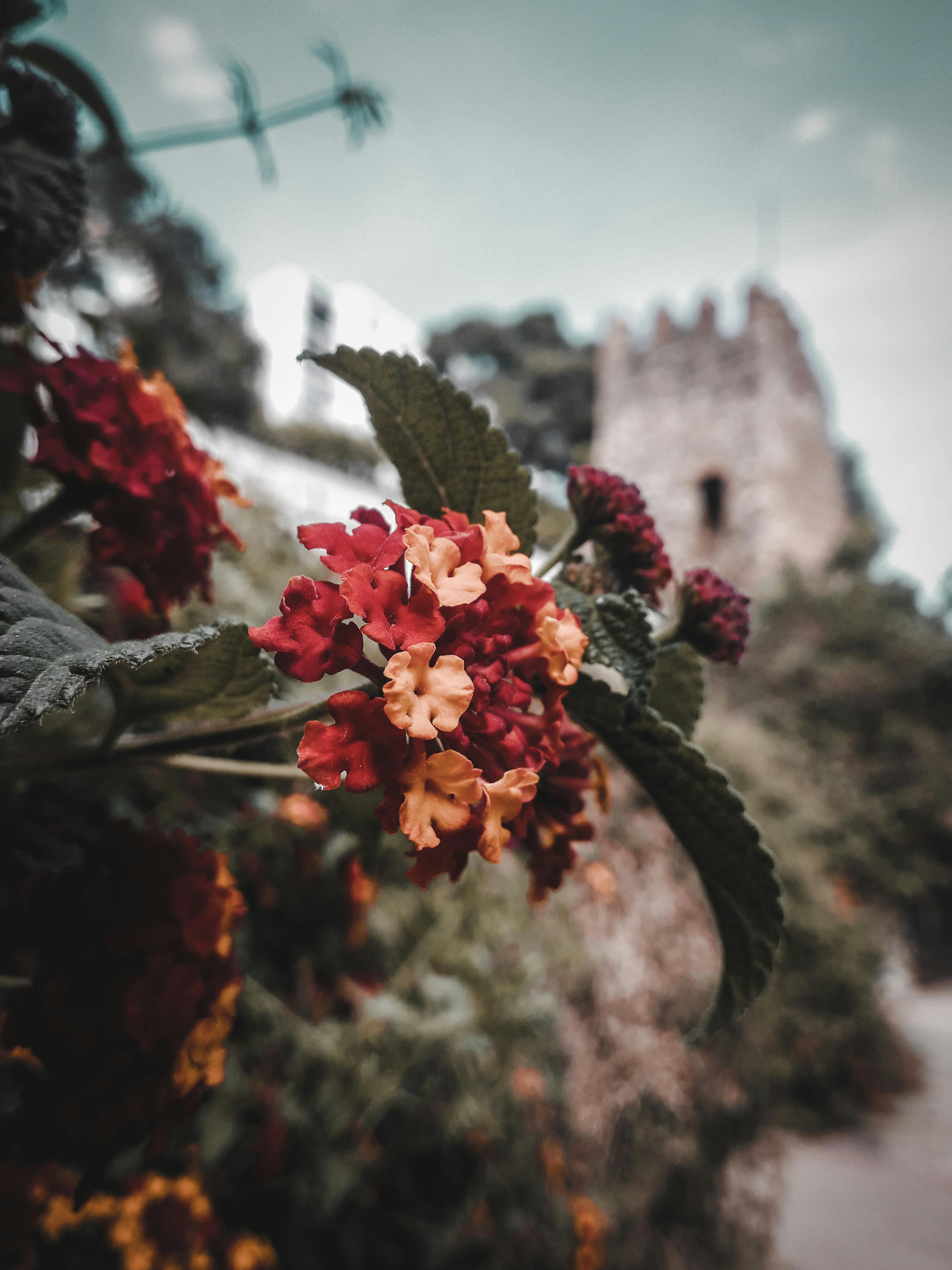 背景是历史悠久的城堡，生动的马塔纳花特写营造出风景如画的户外场景