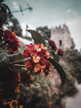 背景是历史悠久的城堡，生动的马塔纳花特写营造出风景如画的户外场景