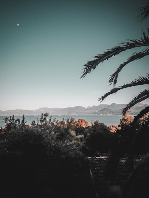 Green Trees Near Body of Water