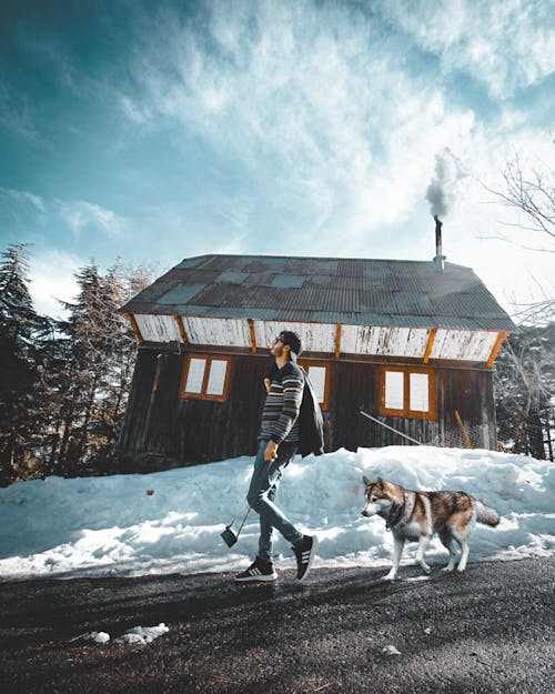 Foto stok gratis anjing, langit biru, salju