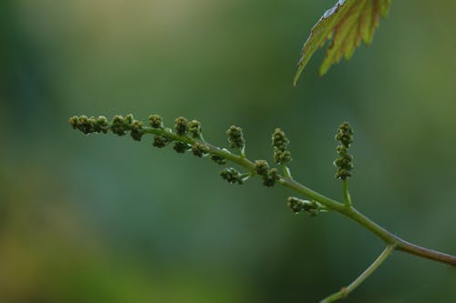 Free stock photo of grapes