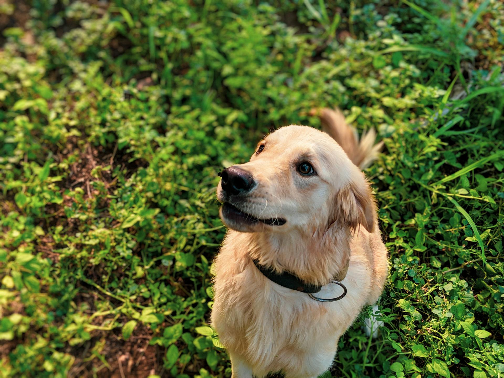 Close-Up Photo of Dog