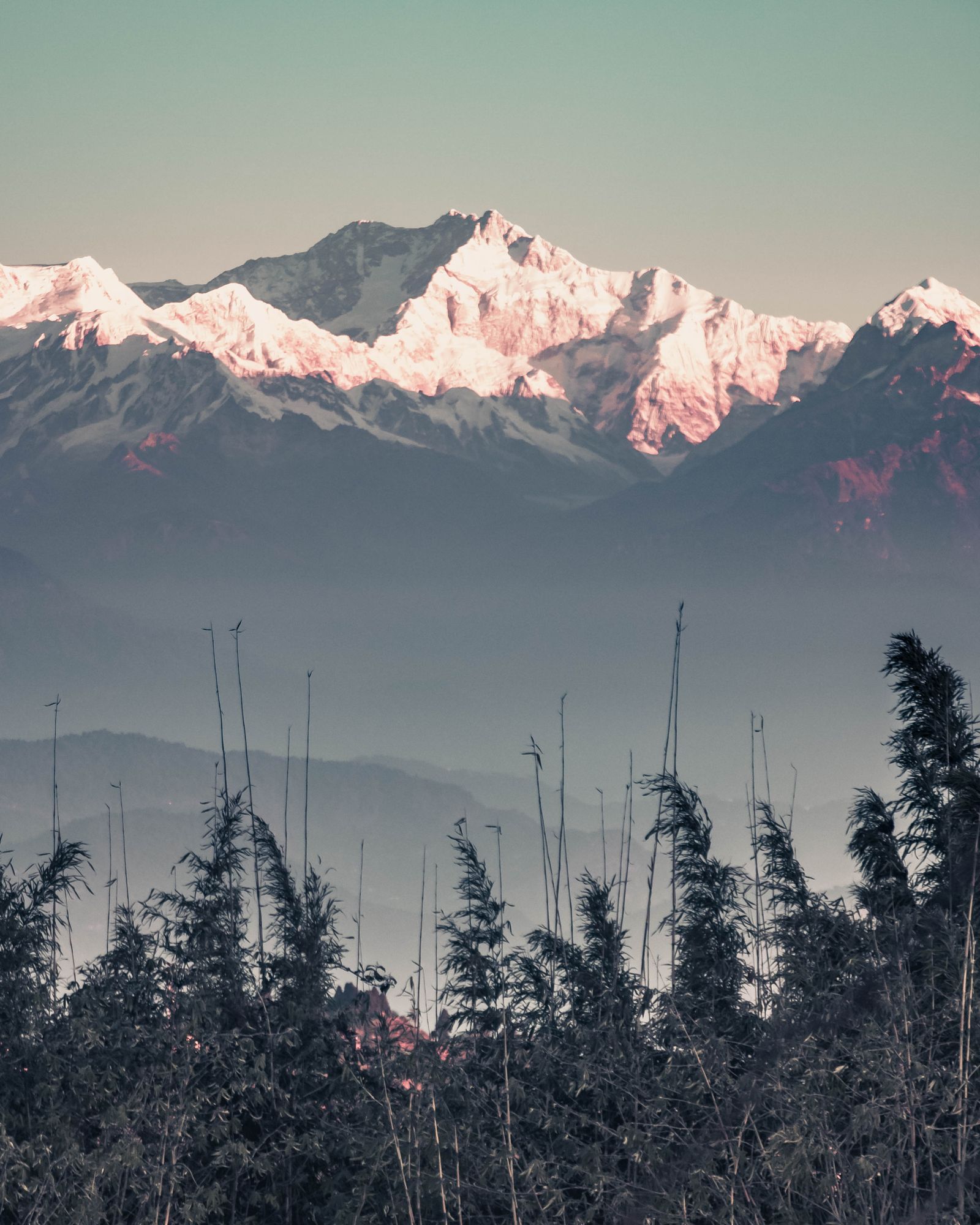 Kanchenjunga's snowfields turning pink at sunrise above blue haze, seen from Darjeeling over a fringe of bamboo