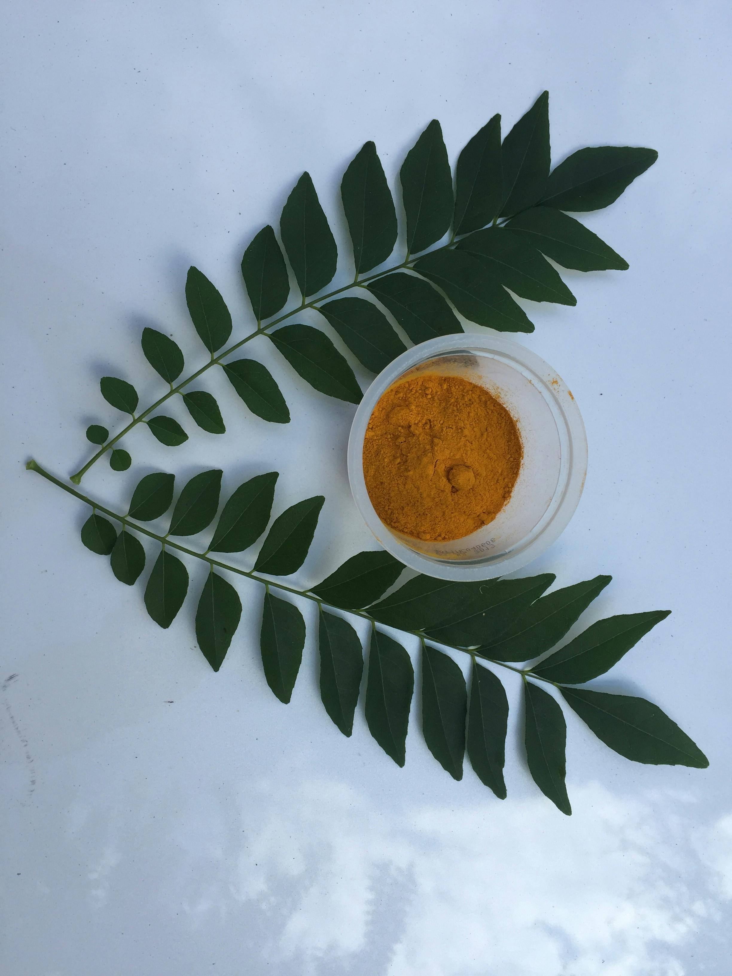 Free stock photo of Curry leaf Turmeric