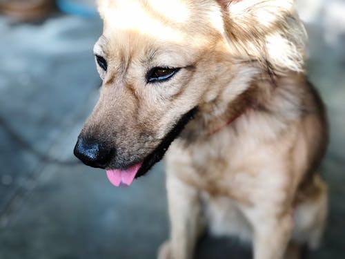 Brown Dog