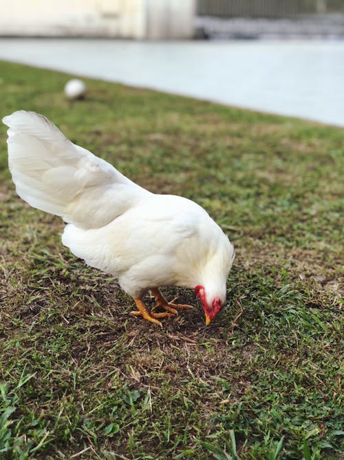Photo of Chicken On Grass
