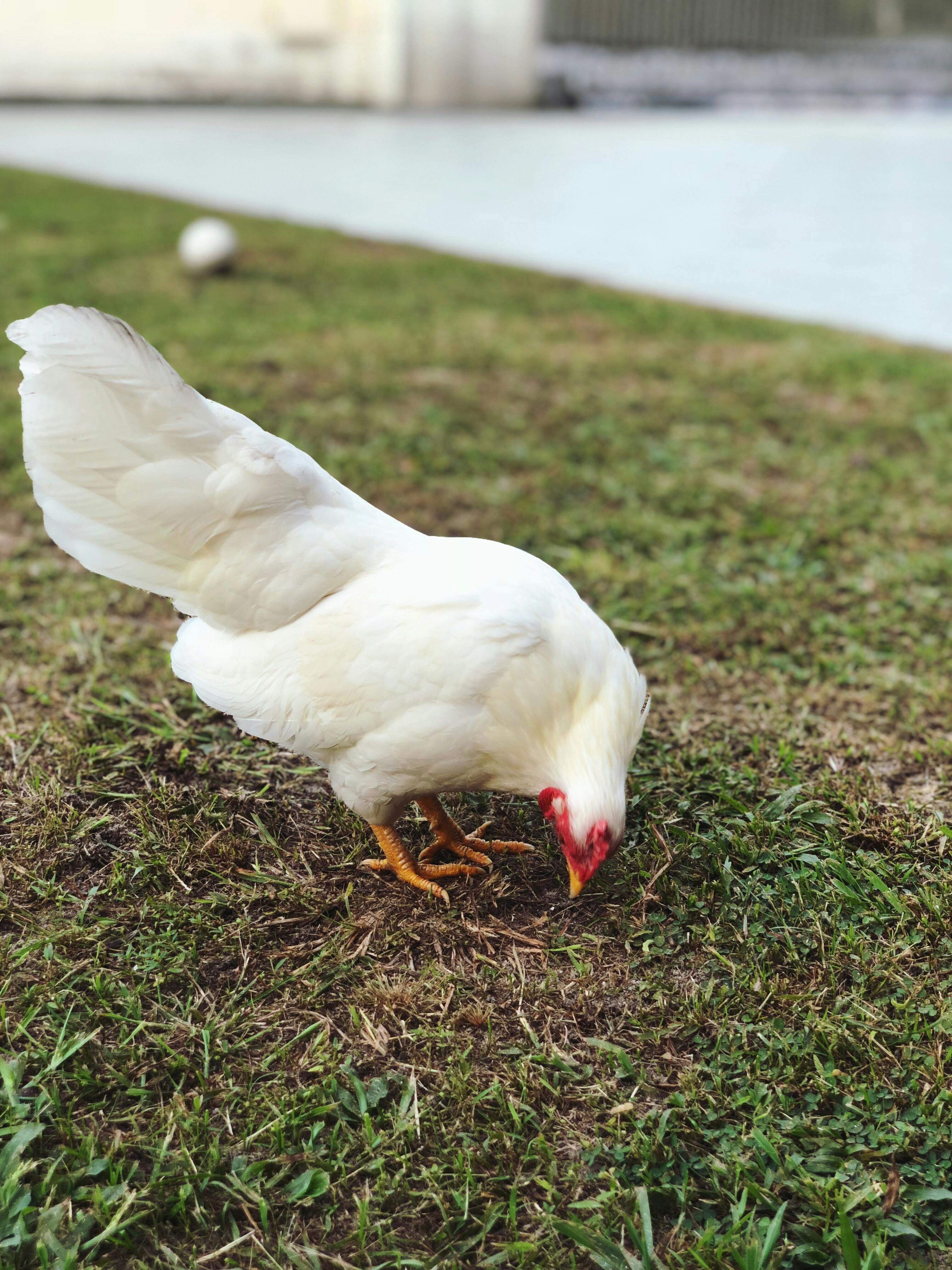 Photo of Chicken On Grass · Free Stock Photo
