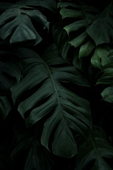 Detailed close-up of Monstera Deliciosa leaves with a dark green background, creating a dramatic botanical texture.