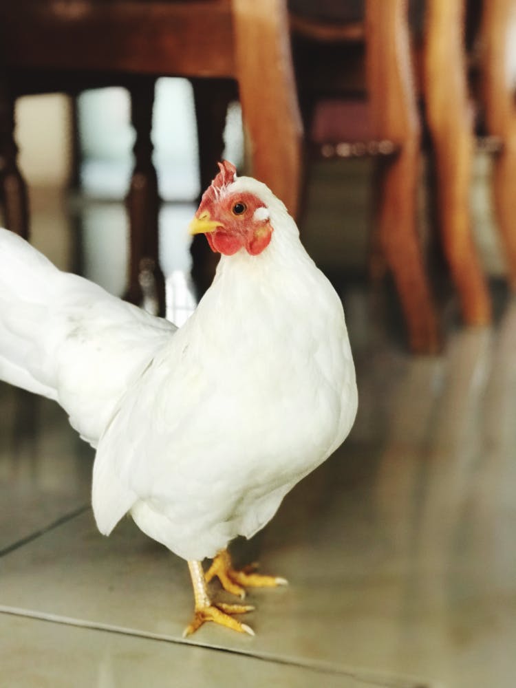 White Chicken Under Dining Table