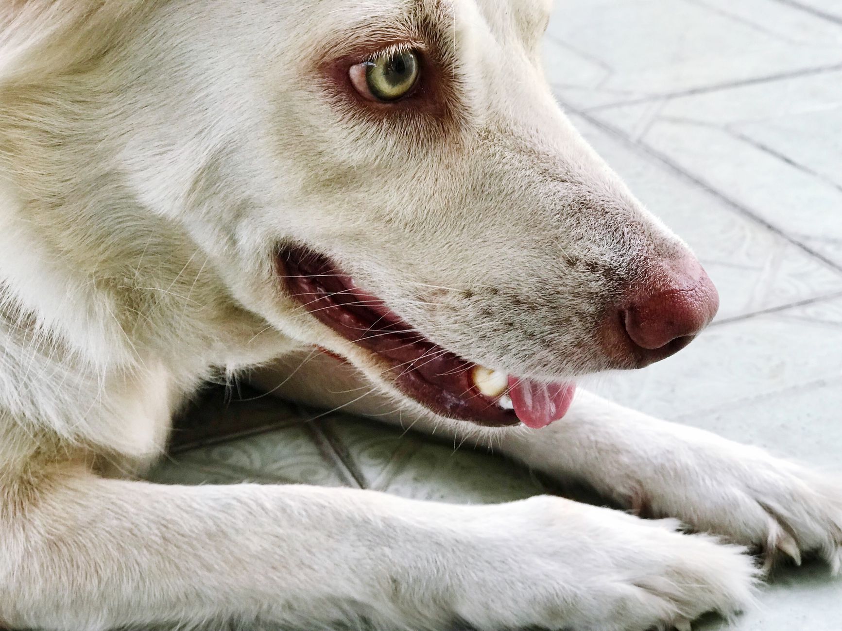 Veterinarian examining a dog during a checkup