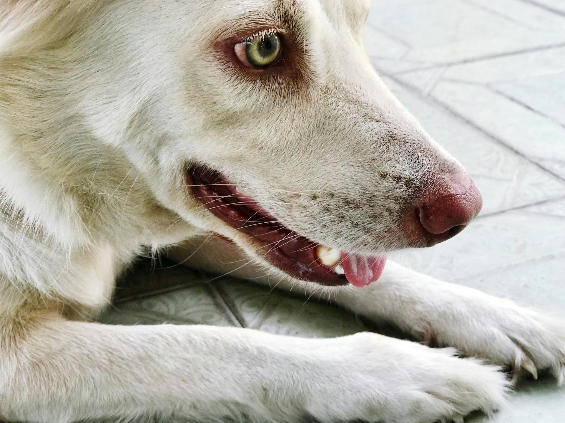 Close-up Side View Photo of White Short-haired Dog Lying Down On Tiled Floor