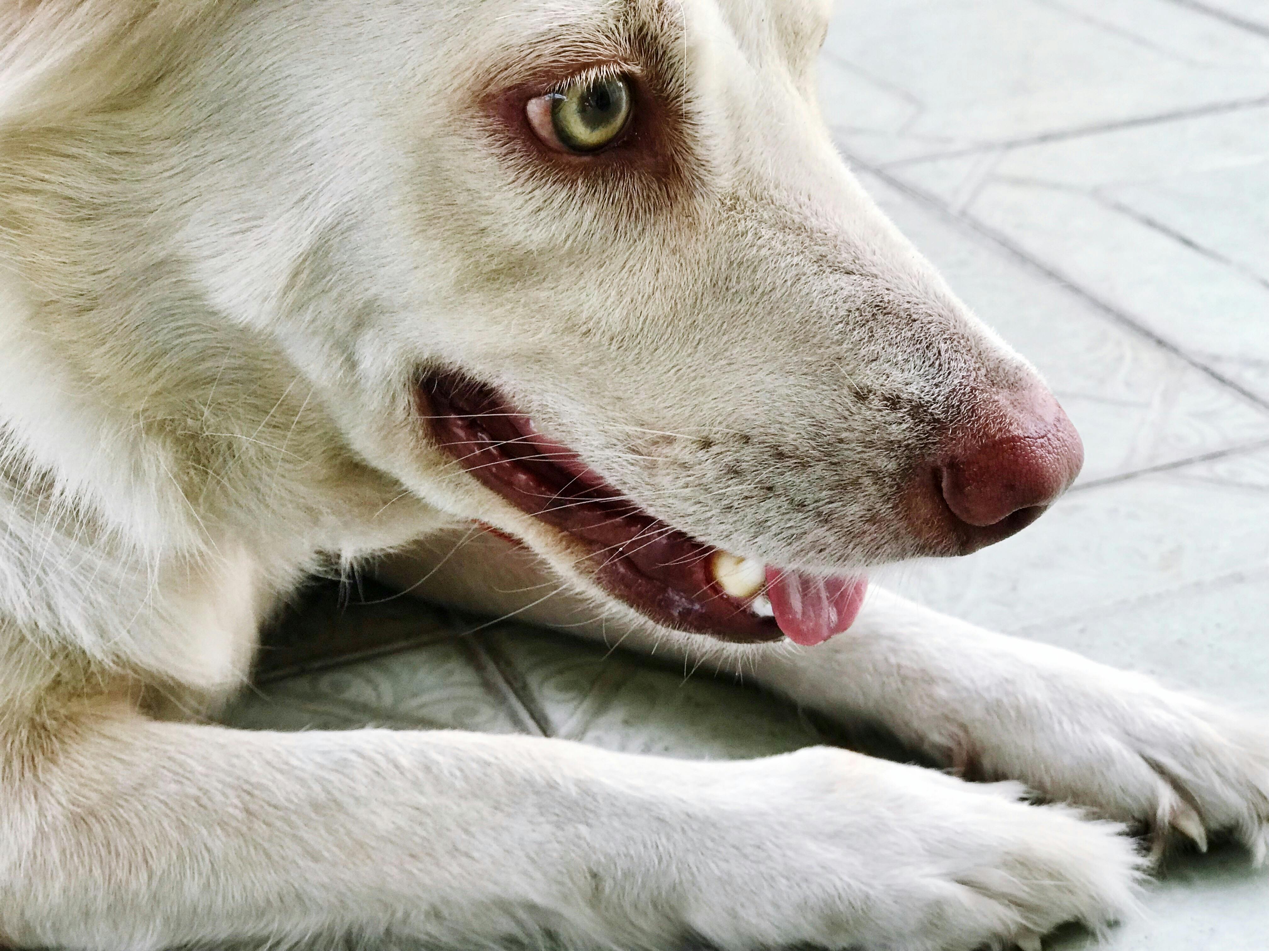 Close Up Side View Photo Of White Short Haired Dog Lying Down On