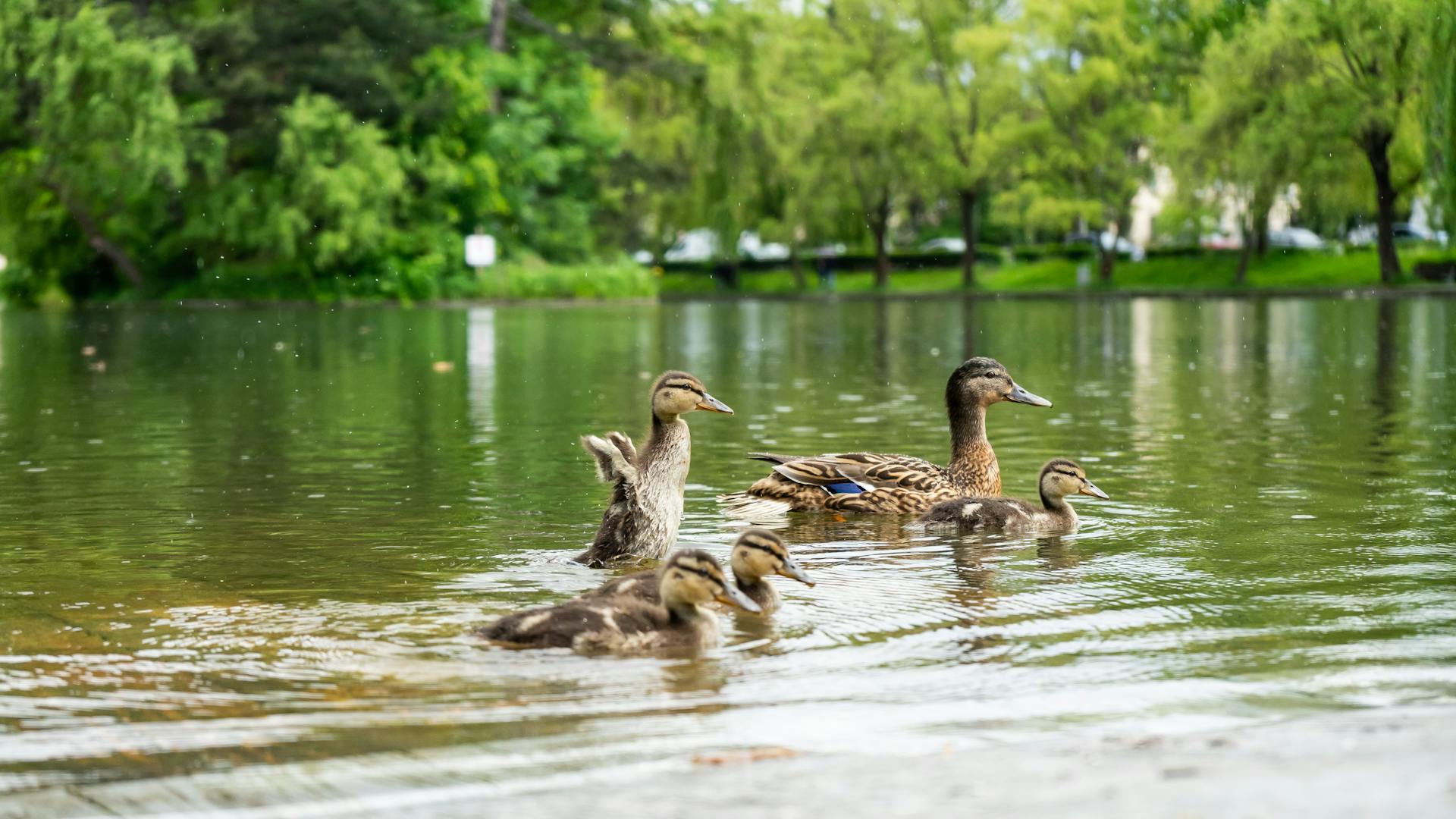 Ducks