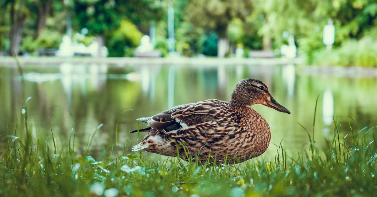 Selective Focus Photography Of Duck Free Stock Photo selective-focus-photography-of-duck-free-stock-photo