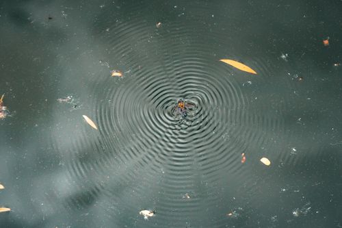 Free A spider standing on a water surface causing concentric ripples amidst few floating leaves. Stock Photo