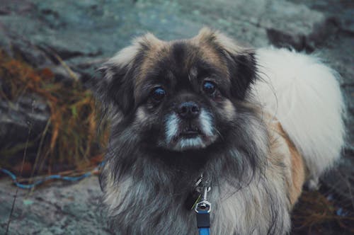 Free Adult Brown and White Pekingese Standing on Gray Rock Stock Photo