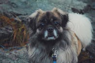 一只可爱的北京狗在户外的特写肖像，展现了它毛茸茸的皮毛和好奇的眼睛