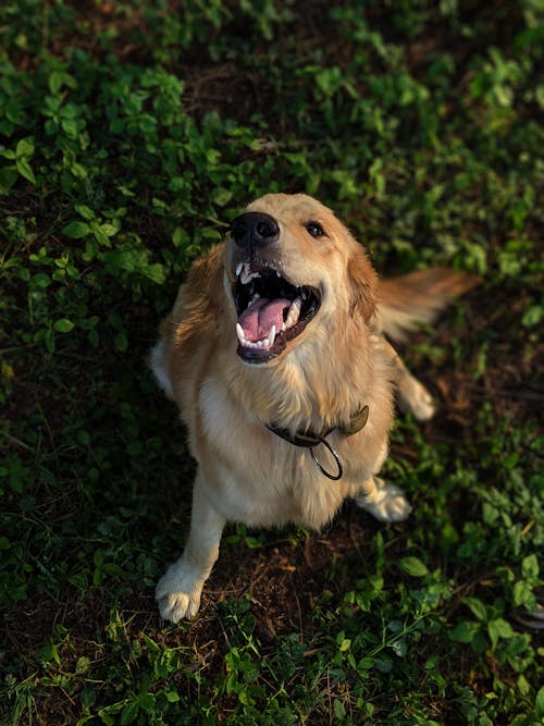 Cane Golden Retriever Marrone Chiaro A Pelo Lungo