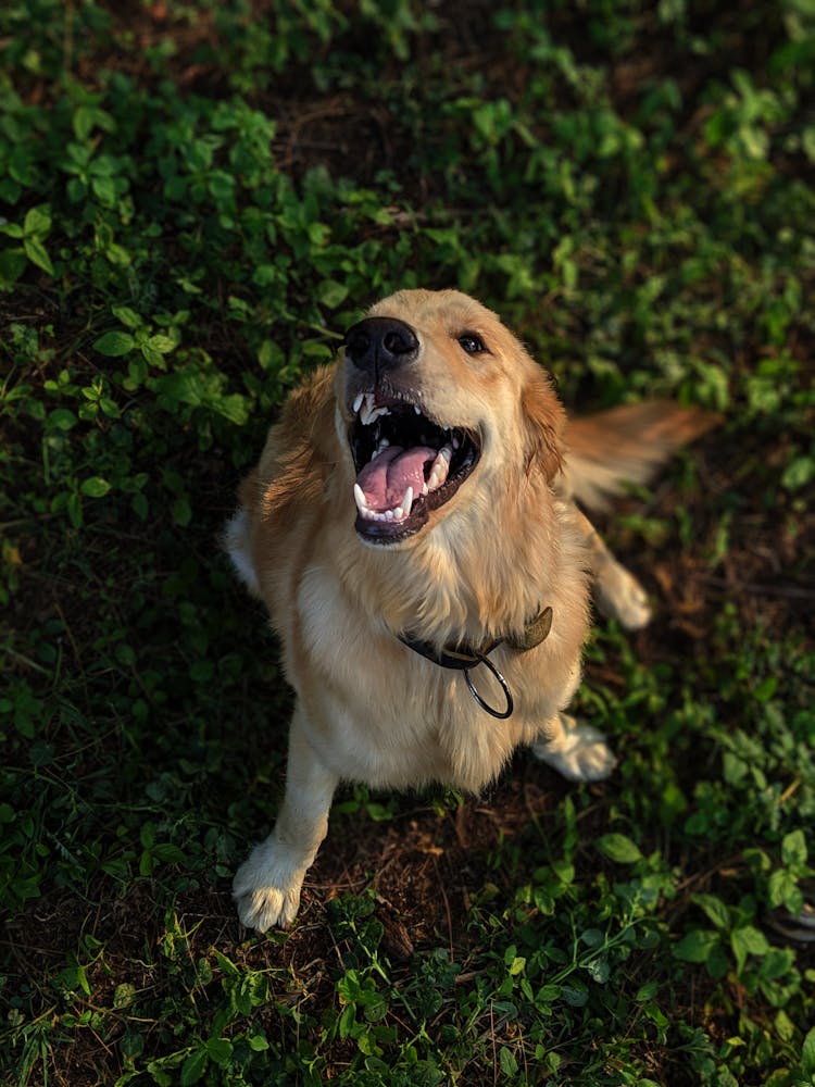 Long-coated Tan Golden Retriever Dog