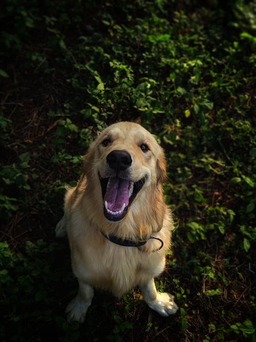 Foto Von Golden Retriever, Der Auf Gras Sitzt