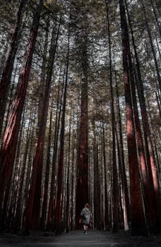 一名妇女在新西兰森林的红杉树间，沿着一条宁静的小路探索