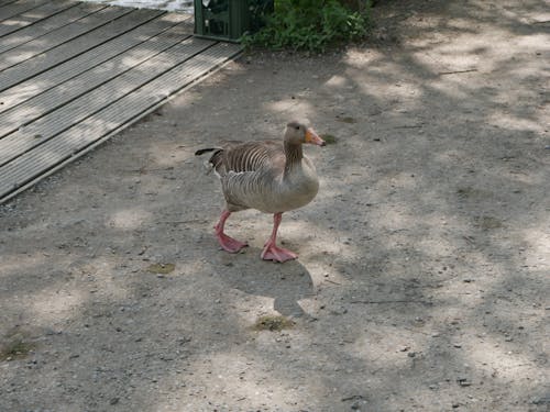 動物, 天性, 鳥 的 免费素材图片