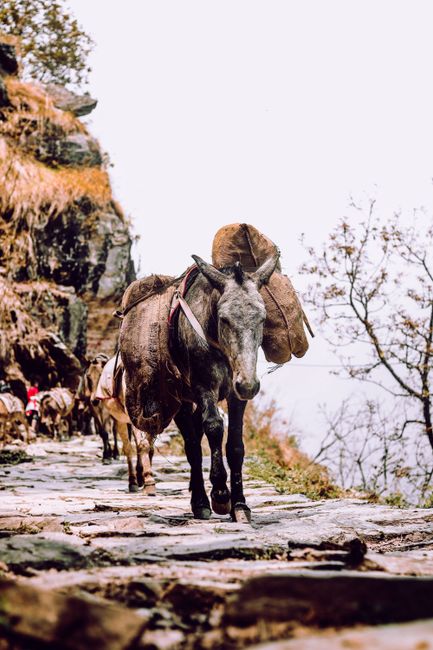 What to Pack for Your Sapa Trek What to Pack for Your Sapa Trek