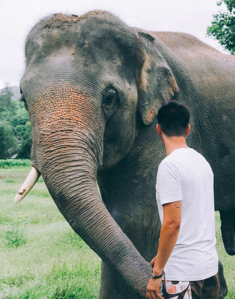 Back View Photo Of Man Standing Beside Gray Elephant