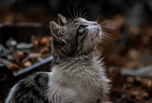 無料 ぶち猫のクローズアップ写真 写真素材