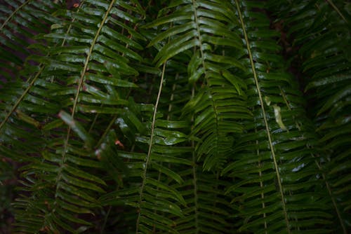 Green Ferns in Close-up Photography