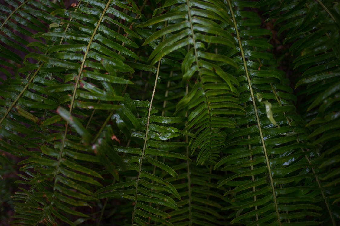 Green Ferns in Close-up Photography