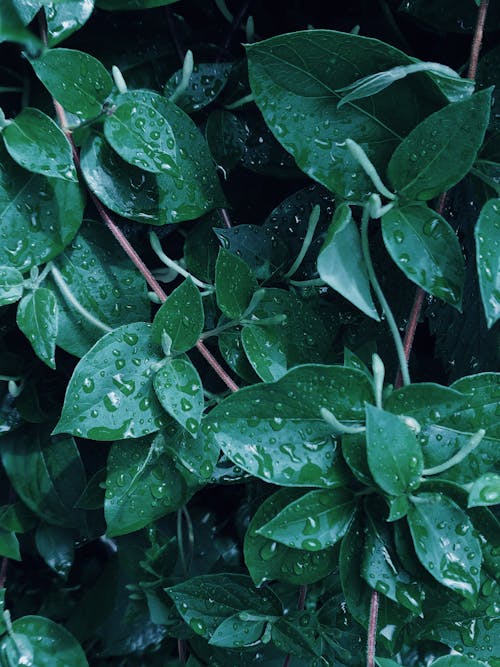 無料 露のある緑の植物 写真素材