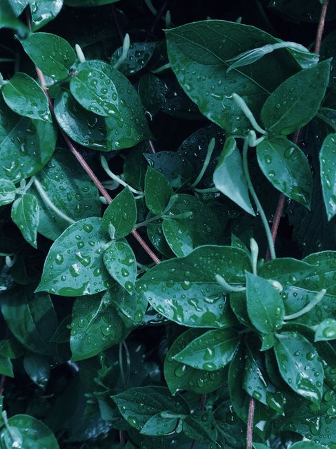 A close-up view of lush green leaves adorned with fresh dewdrops, showcasing nature's beauty.