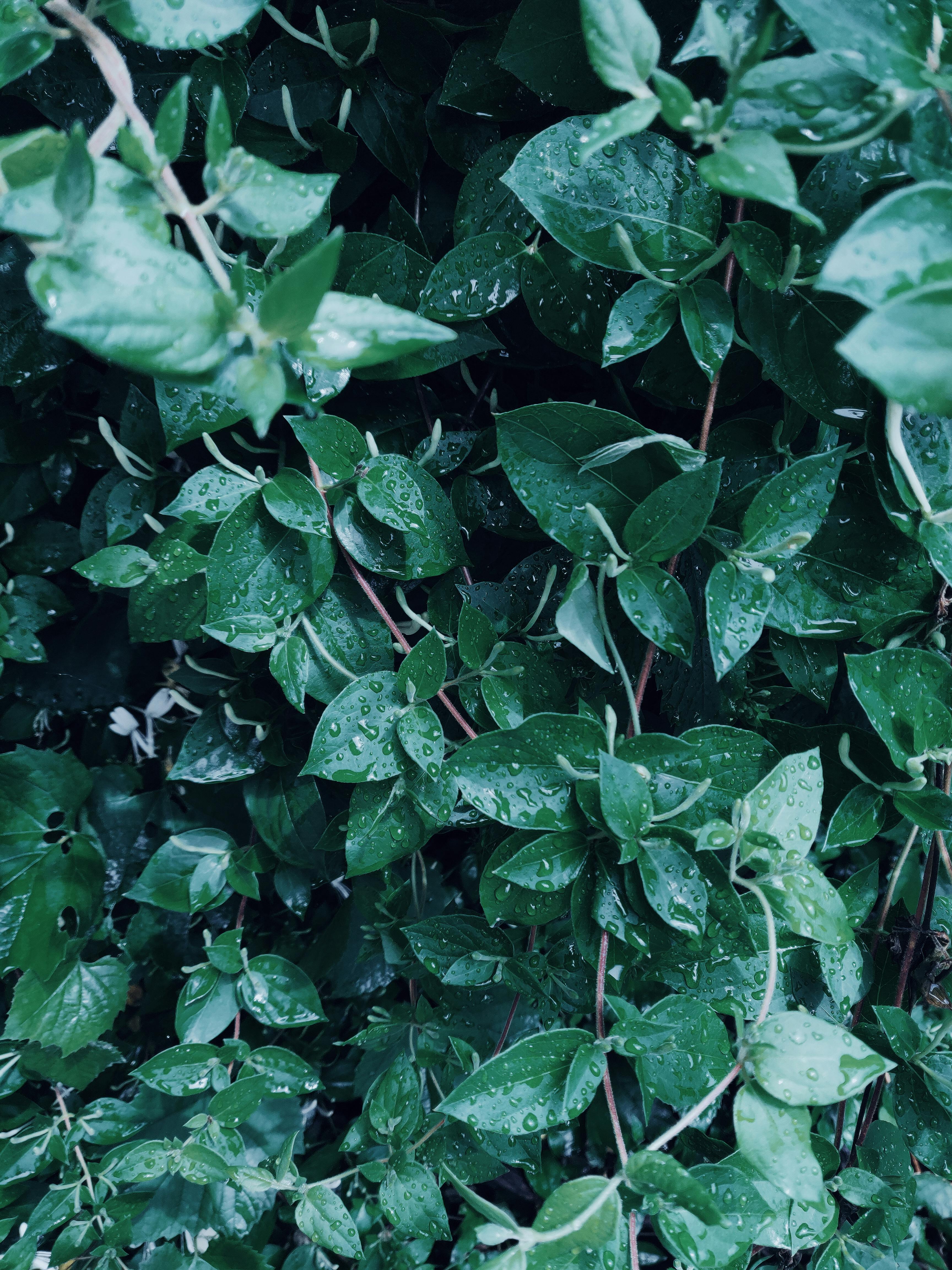 雨点覆盖着鲜艳的绿叶，在户外展现了大自然的新鲜感
