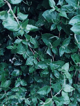 雨点覆盖着鲜艳的绿叶，在户外展现了大自然的新鲜感