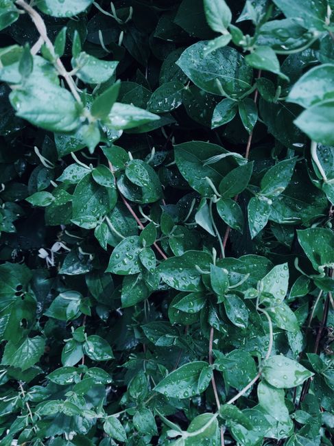 Vibrant green leaves covered in raindrops, showcasing nature's freshness outdoors.