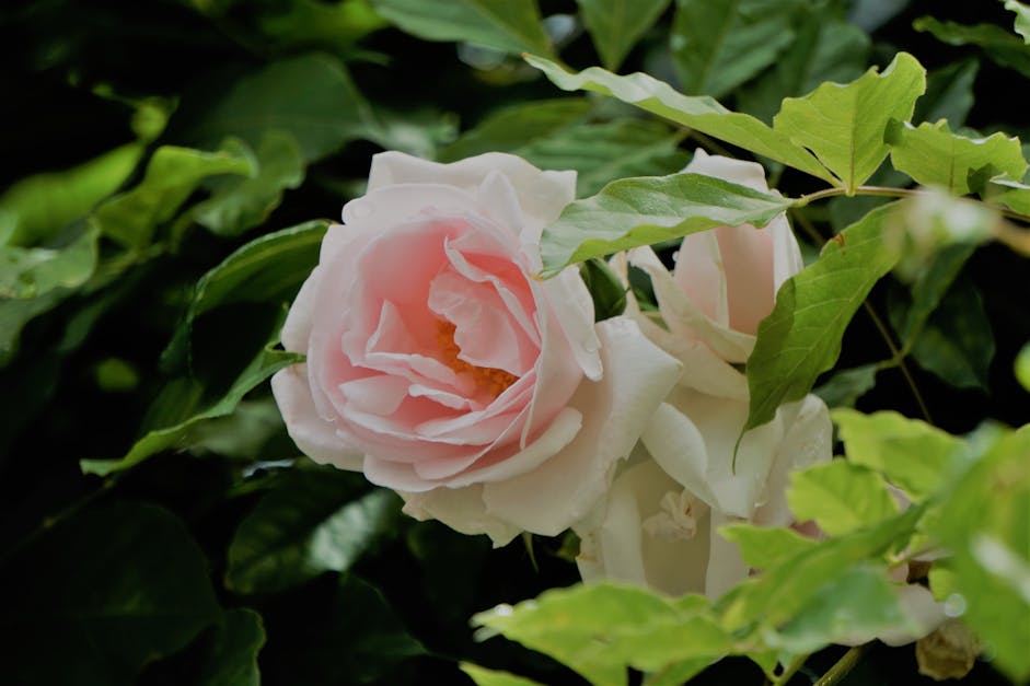 Free stock photo of blanche rose, botanique, fleur