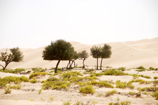 A picturesque view of sand dunes and verdant trees in Oman's desert, highlighting nature's resilience.