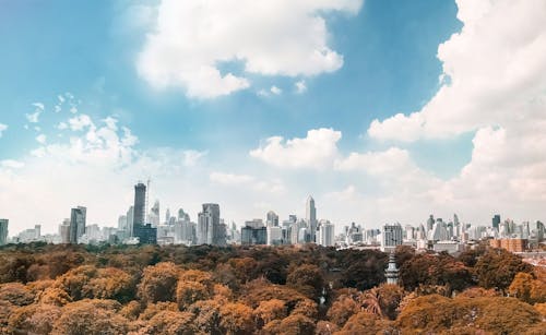 白と青の曇り空の下の茶色の木