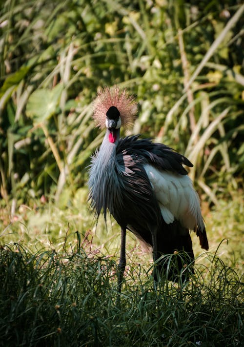 免费 黑冠鹤的浅焦点照片 素材图片