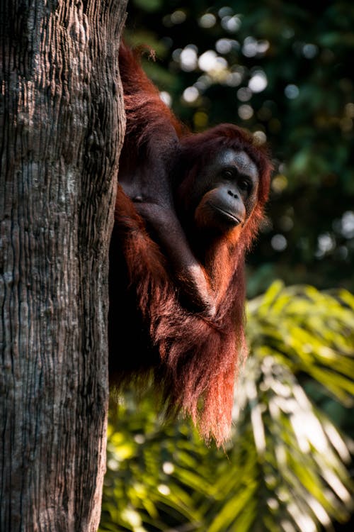 Free Orangutan Clinging On Tree Stock Photo
