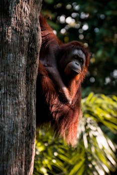 在郁郁葱葱的森林环境中，特写镜头里的婆罗洲猩猩紧紧抱着树干
