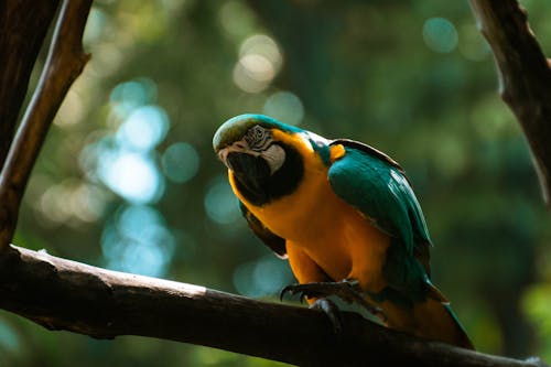 Fotobanka s bezplatnými fotkami na tému divočina, papagáj, papagáj ara