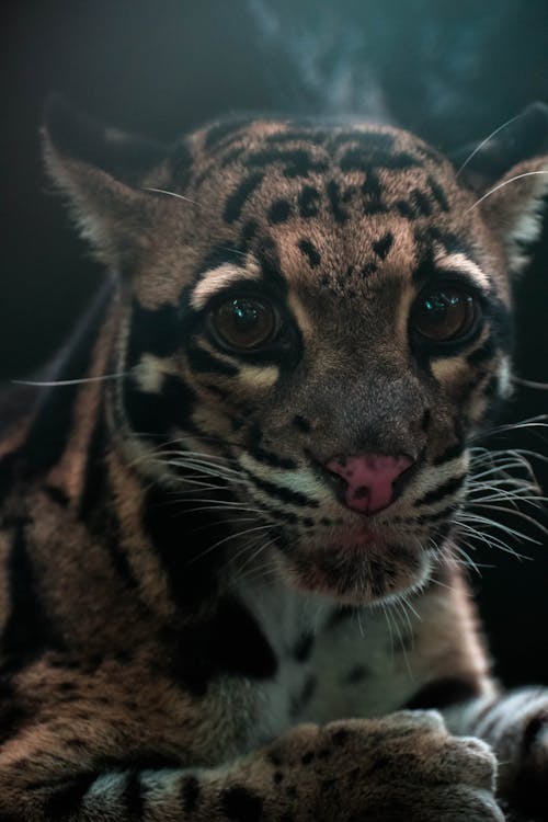 Brązowy Leopard Cub