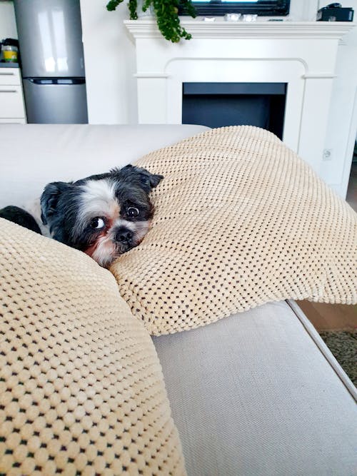 Free Dog on Sofa Stock Photo