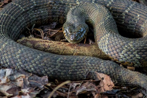 Free stock photo of copperhead, maryland, snake