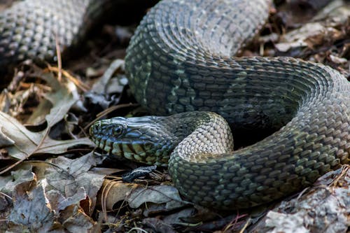 Free stock photo of copperhead, maryland, snake